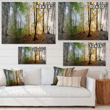 Morning Forest Panoramic View