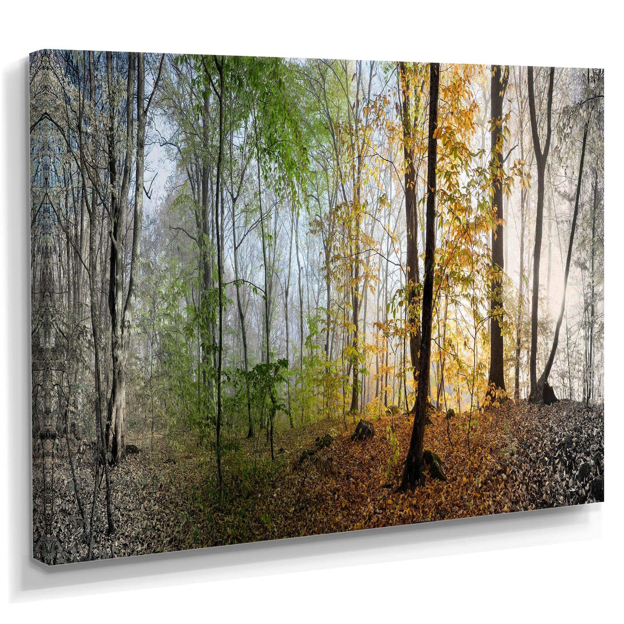 Morning Forest Panoramic View