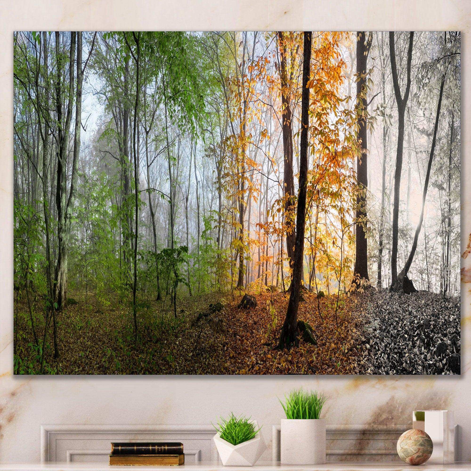 Morning Forest Panorama