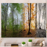 Morning Forest Panorama