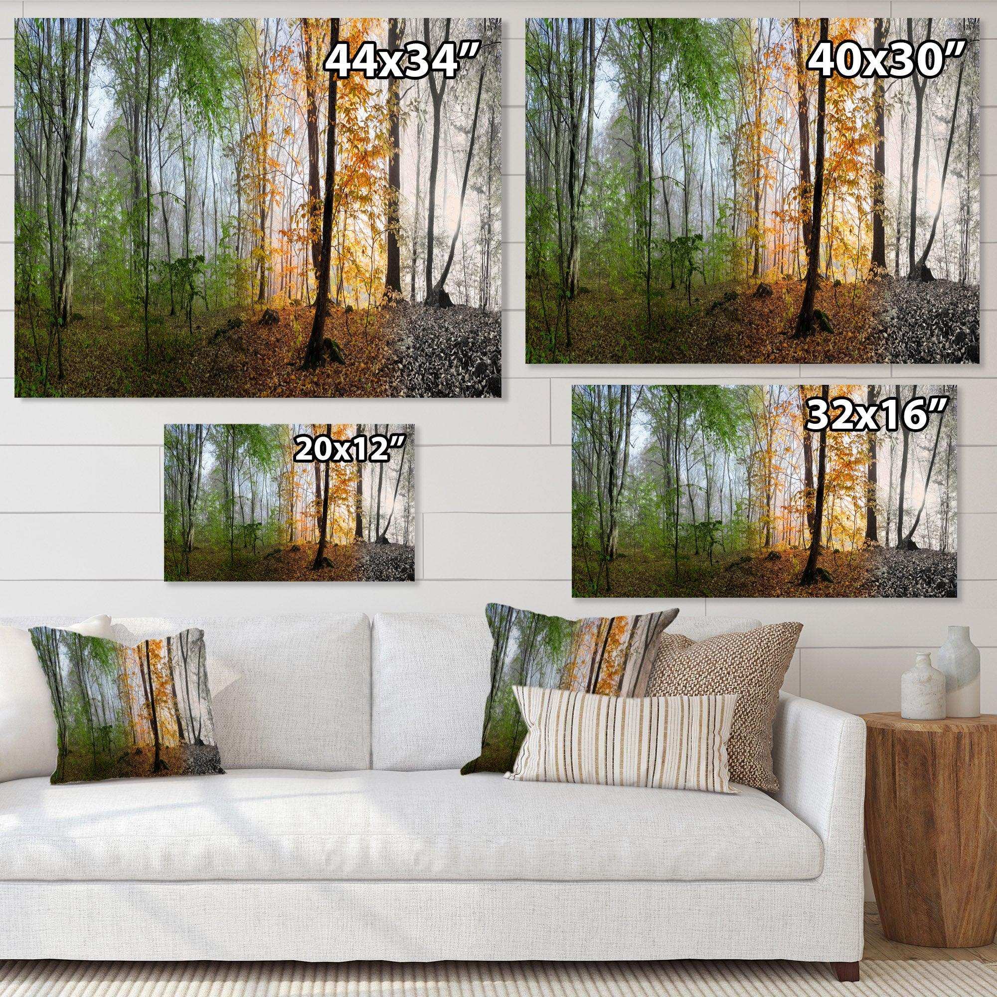 Morning Forest Panorama