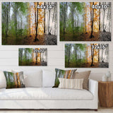 Morning Forest Panorama