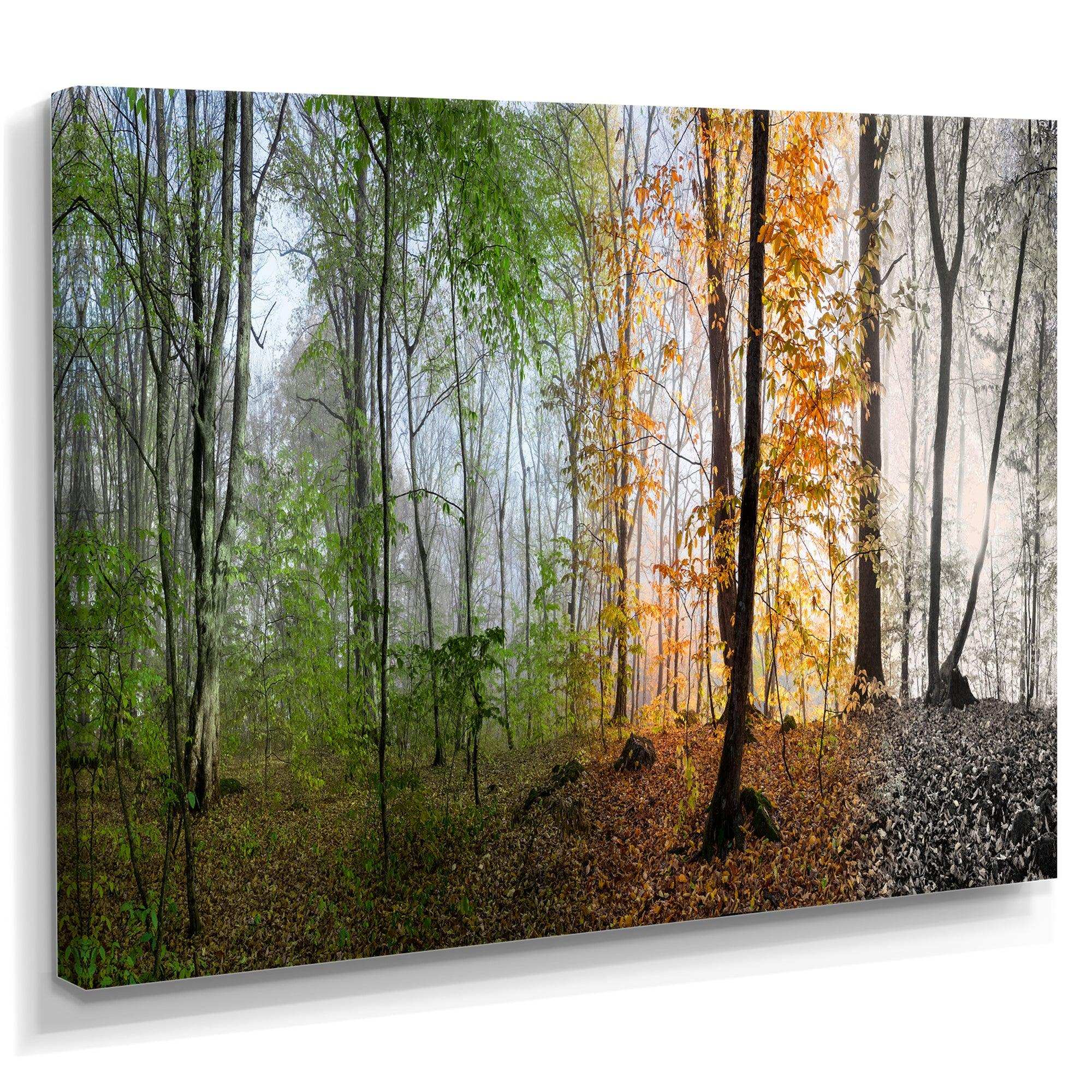 Morning Forest Panorama