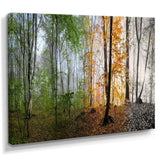 Morning Forest Panorama