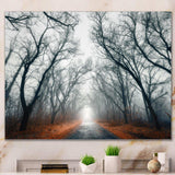 Mystic Road in Forest