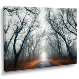 Mystic Road in Forest