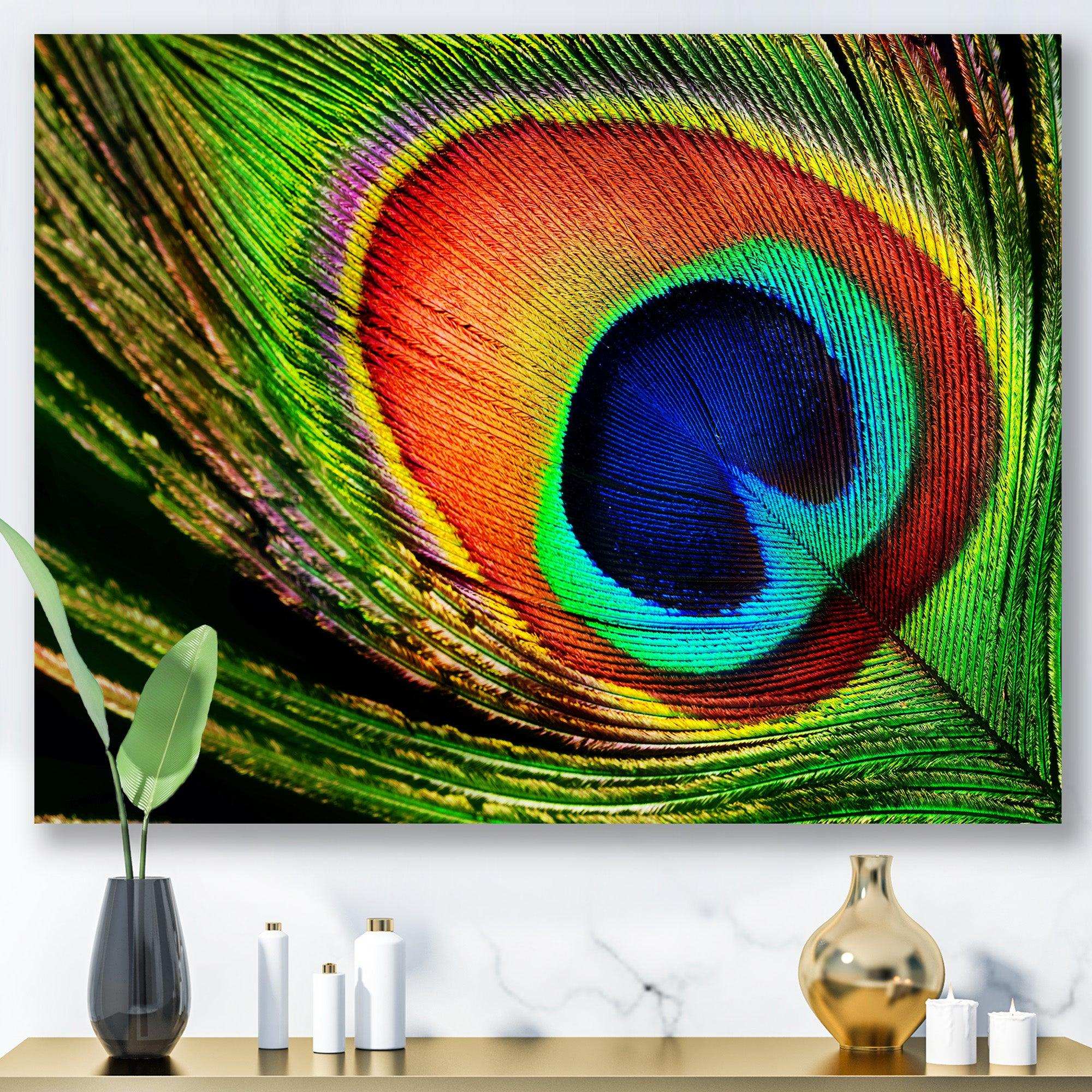 Peacock Feather