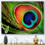 Peacock Feather