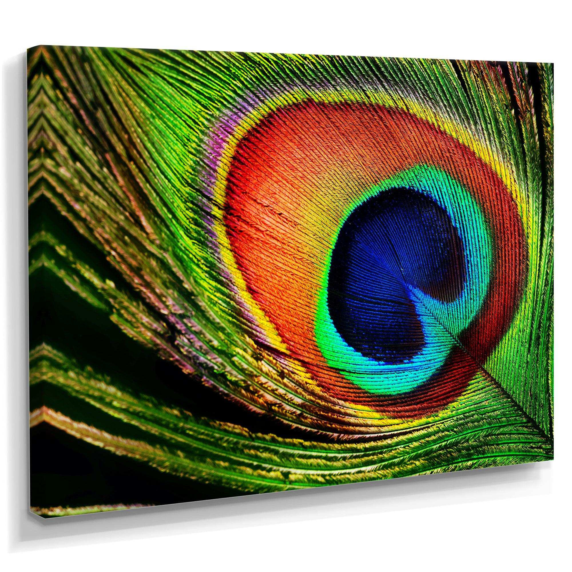 Peacock Feather