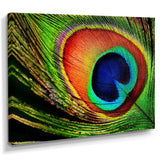 Peacock Feather