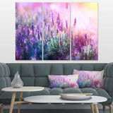Growing and Blooming Lavender Multi-Panels