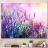 Growing and Blooming Lavender