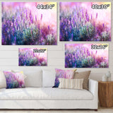 Growing and Blooming Lavender
