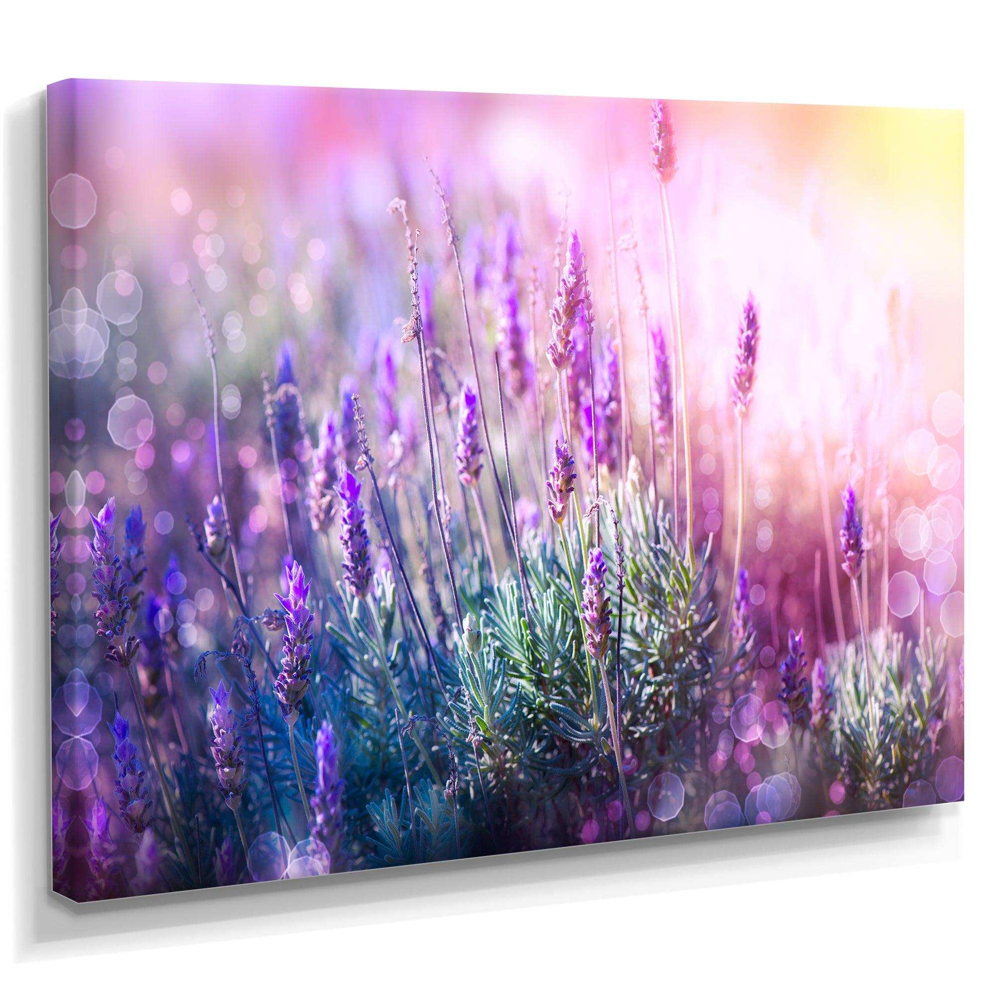 Growing and Blooming Lavender