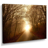 Path to Sunlight in Autumn Forest