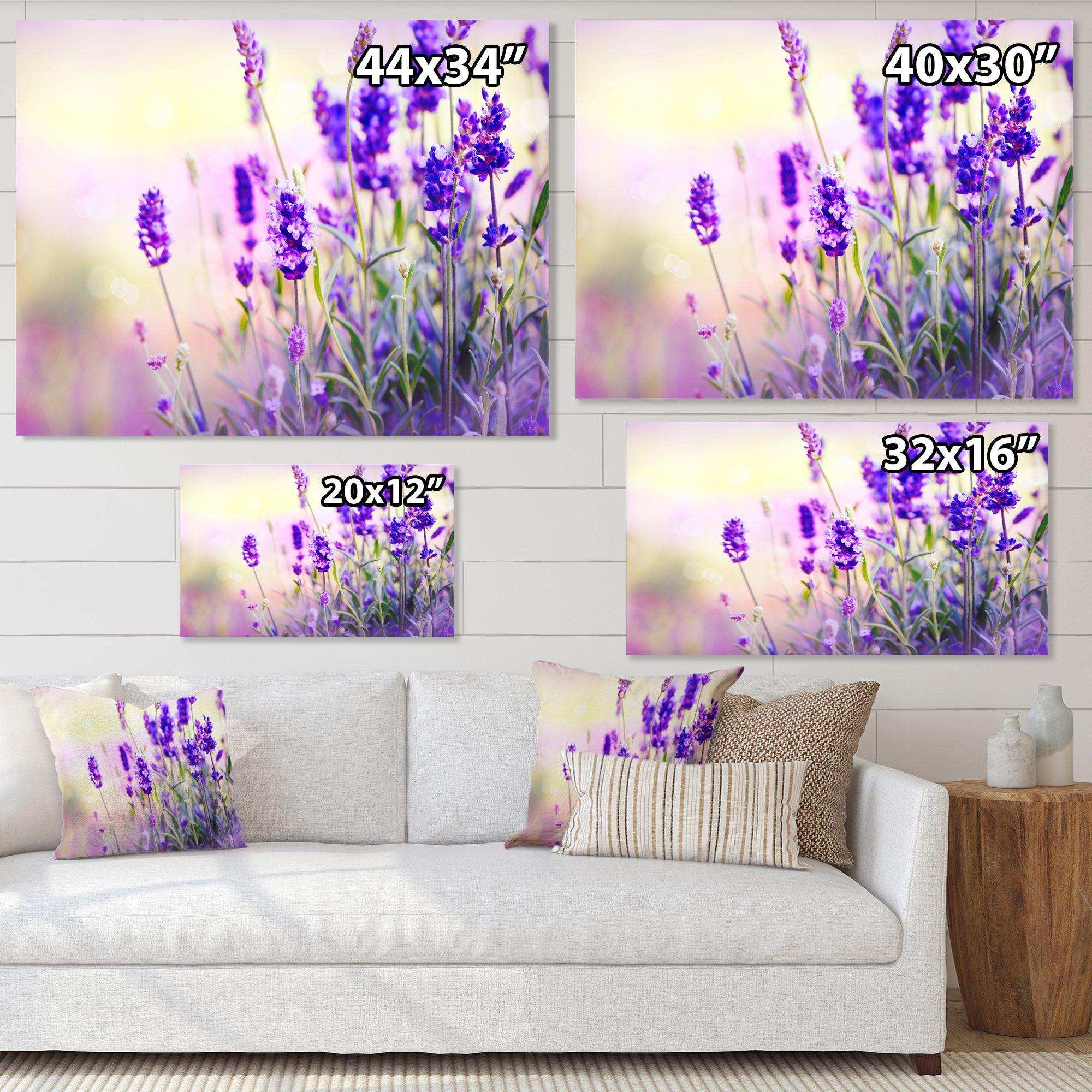 Purple Lavender Field