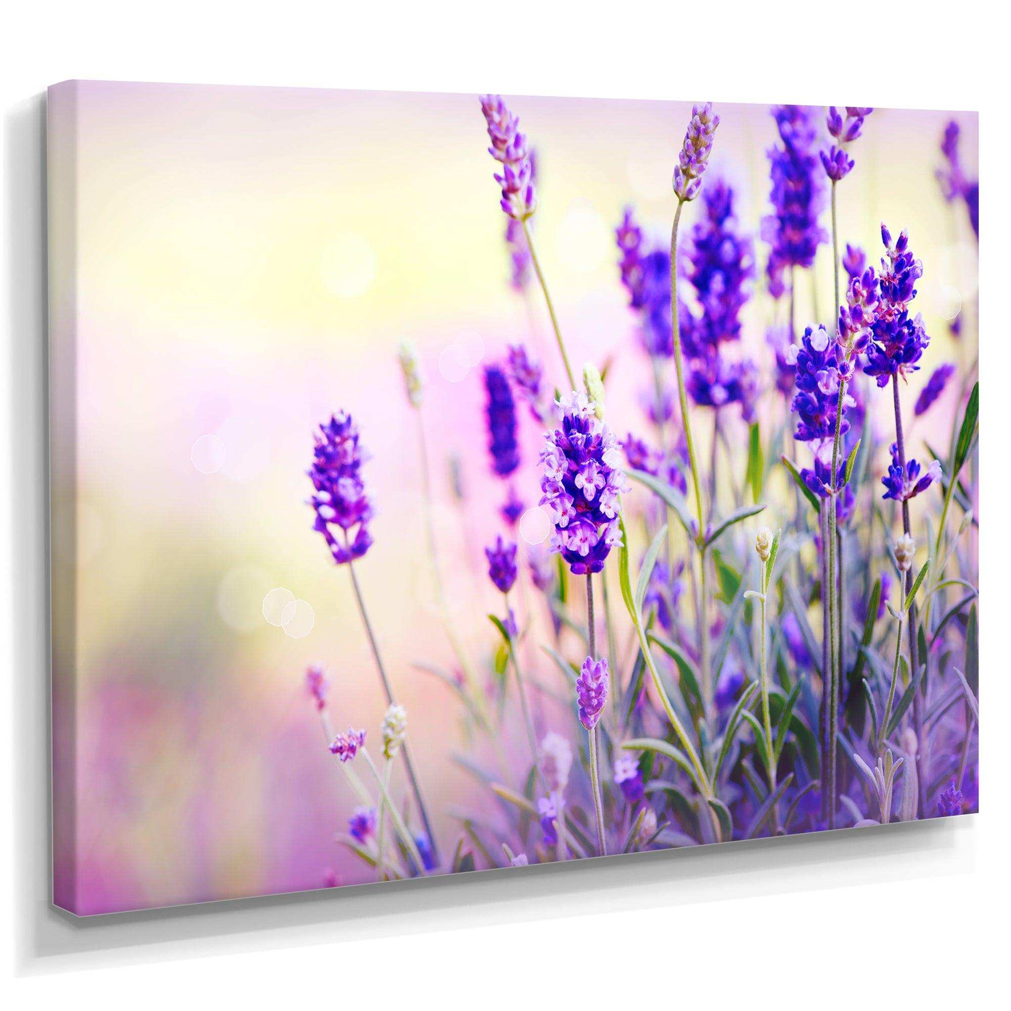 Purple Lavender Field