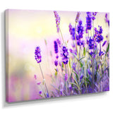 Purple Lavender Field