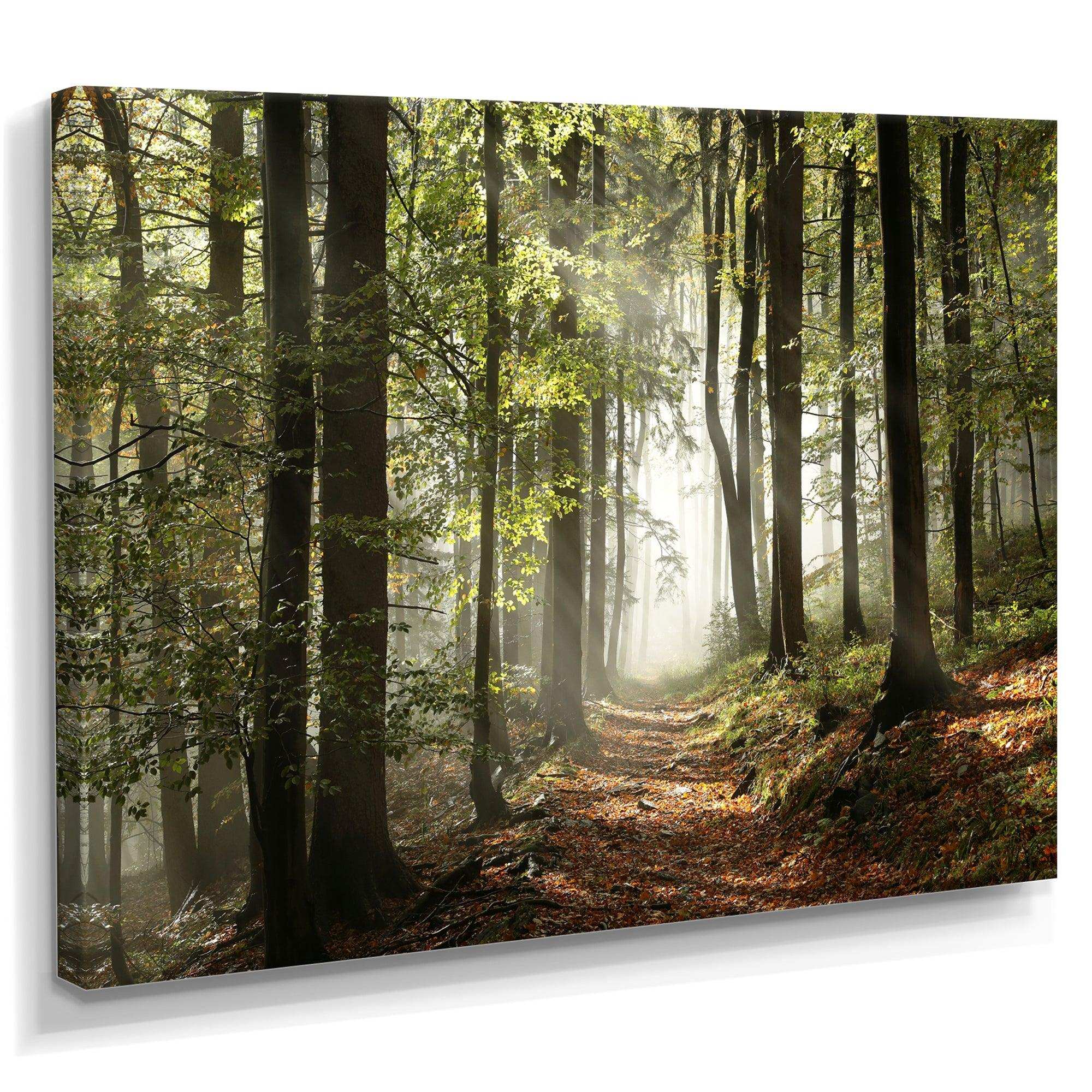 Green Fall Forest with Sun Rays