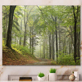 Green Beach Forest Pathway