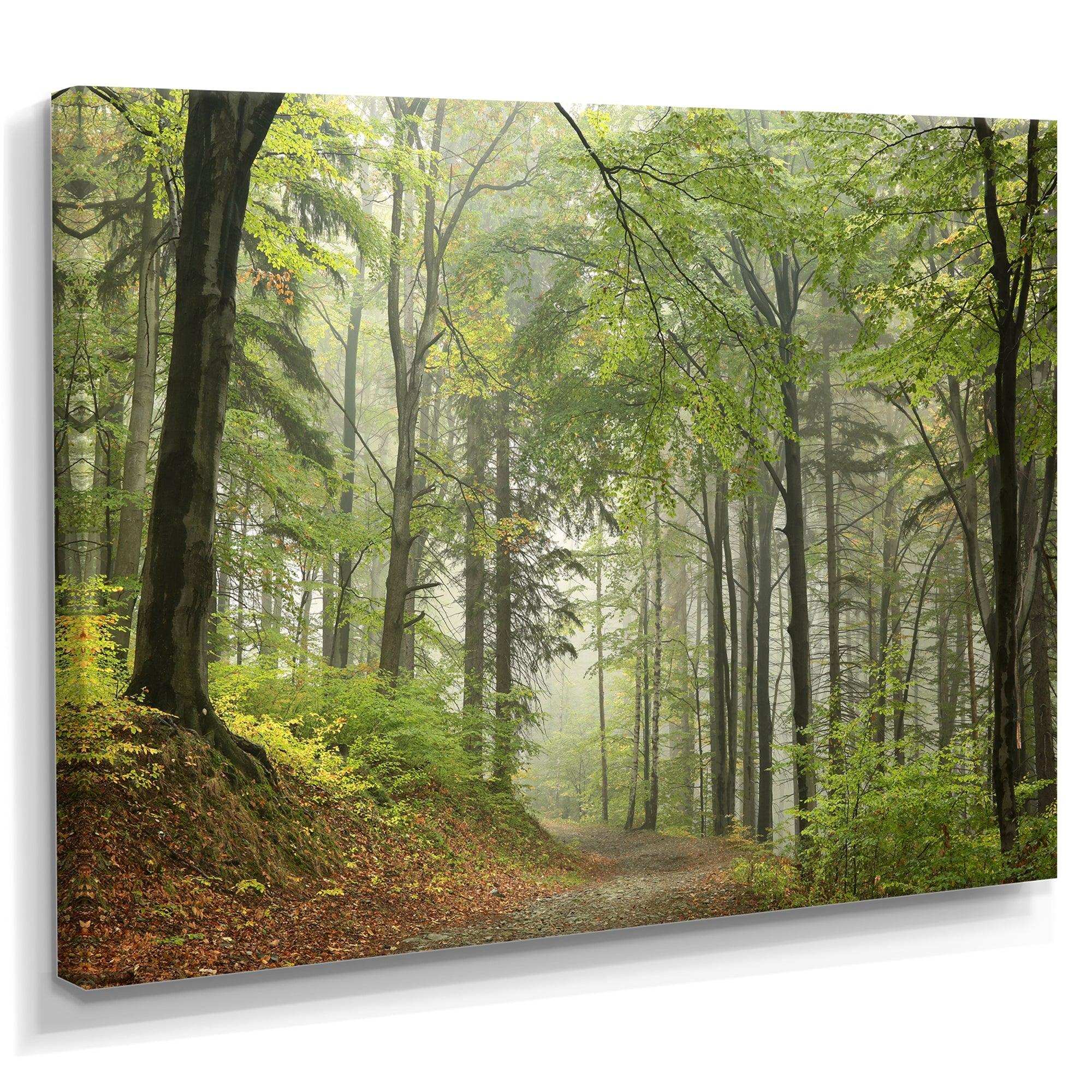 Green Beach Forest Pathway