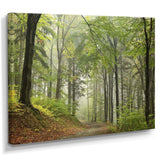 Green Beach Forest Pathway