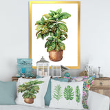 Croton In Clay Flowerpot