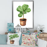 Ficus Lyre In Clay Flowerpot