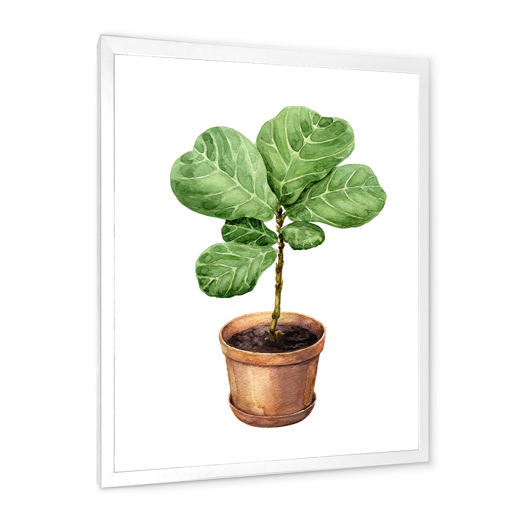Ficus Lyre In Clay Flowerpot