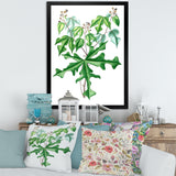 Vintage Drawing of Wild Plants