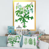 Vintage Drawing of Wild Plants