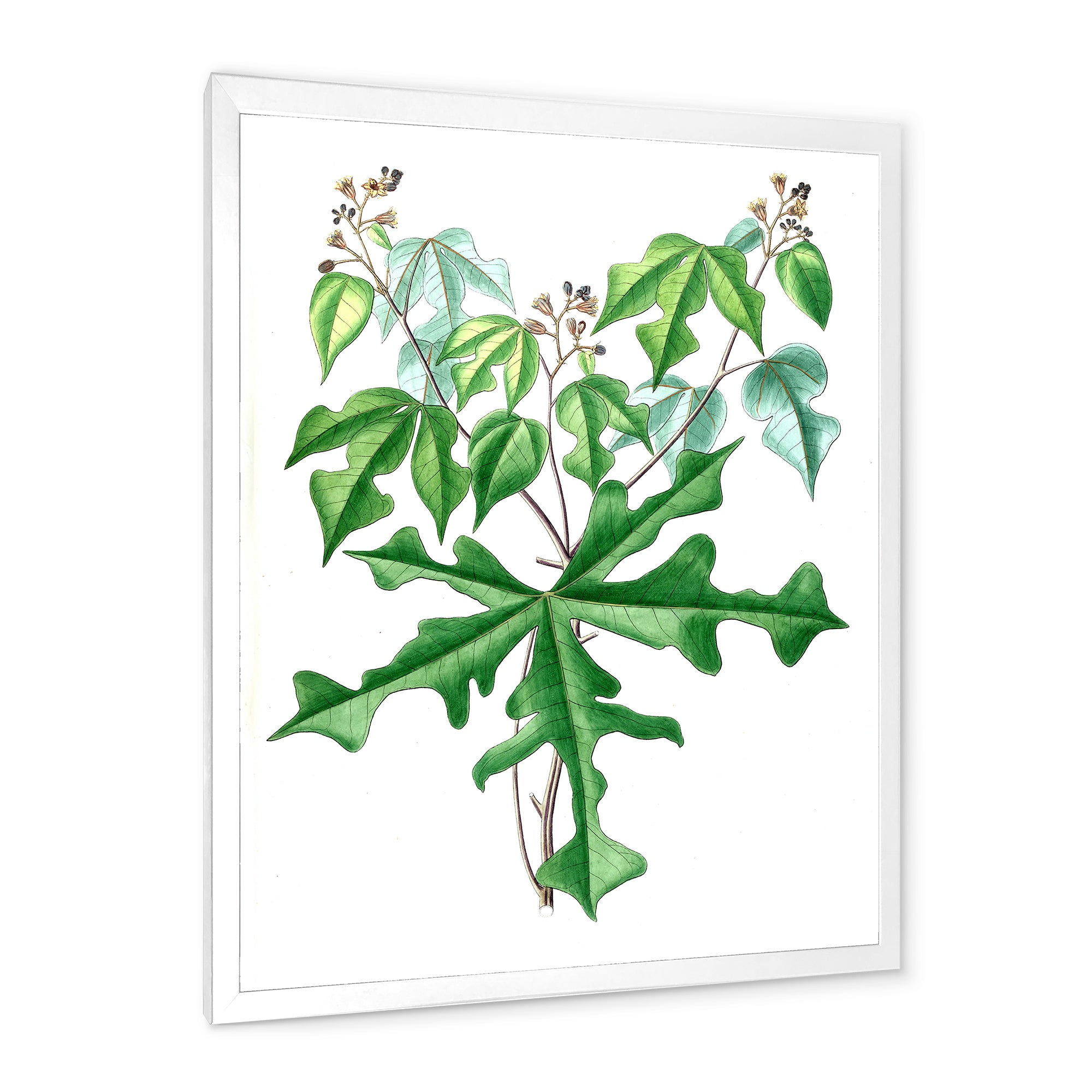 Vintage Drawing of Wild Plants