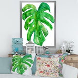 Tropical Leaf Of Monstera I
