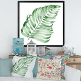 Tropical Leaf Of Monstera II