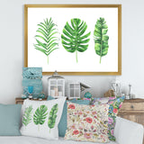 Tropical Leaf Of Monstera IV