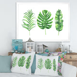 Tropical Leaf Of Monstera IV