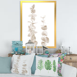 Beige Eucalyptus Branches On White