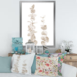 Beige Eucalyptus Branches On White