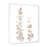Beige Eucalyptus Branches On White