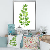 Moringa Branch Tropical Tree Foliage