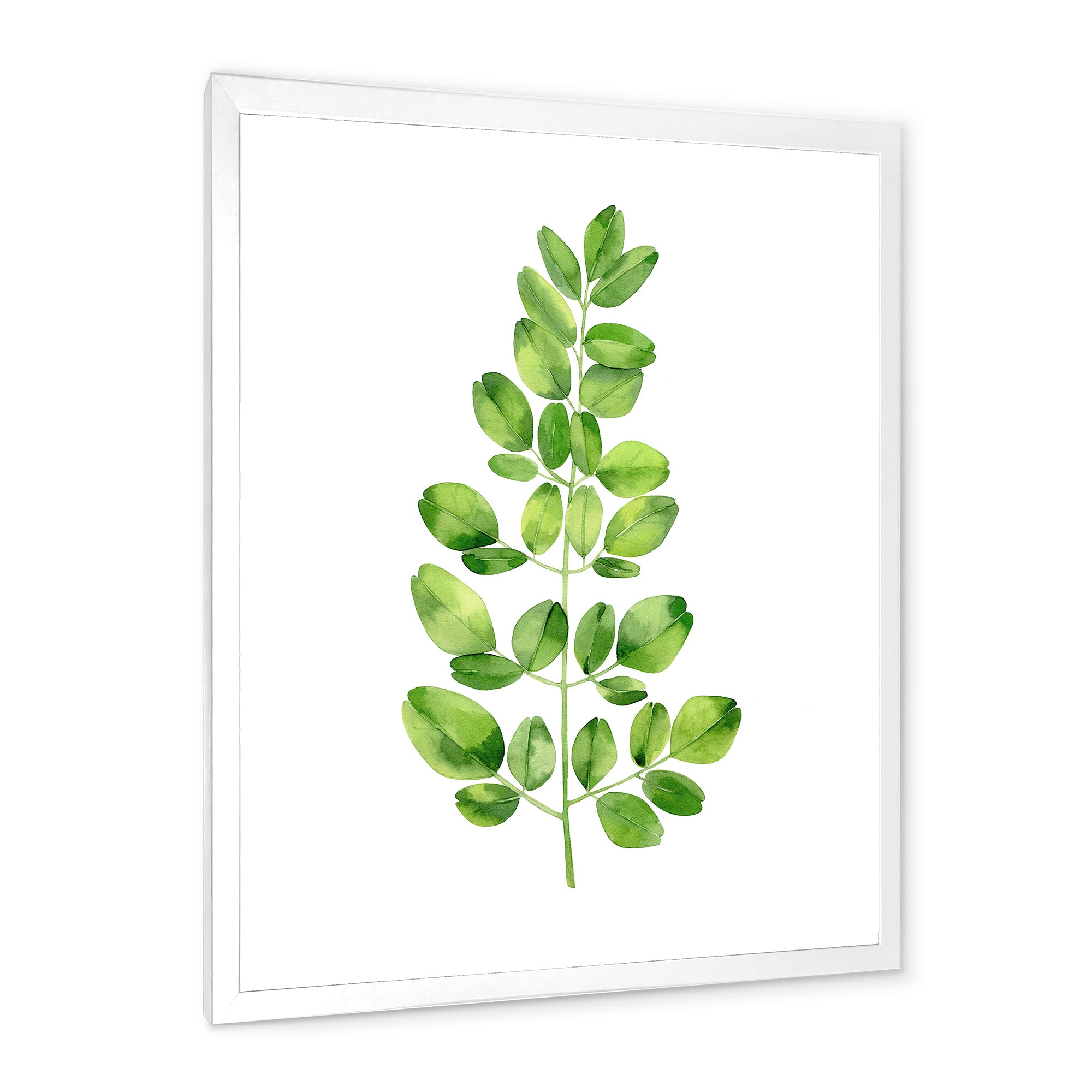 Moringa Branch Tropical Tree Foliage