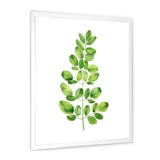 Moringa Branch Tropical Tree Foliage