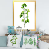 Green Field Plant Foliage