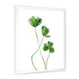Field Plant Detail Clover