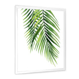 Detail Tropical Palm Branches