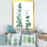 Silver Blue Eucalyptus Branch