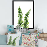 Fern Plant In Greenbotanical Detail