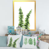 Fern Plant In Greenbotanical Detail