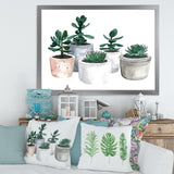 Cactus and Succulent House Plants VI