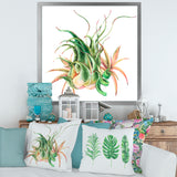 Tropical Leaves Air Plant Succulent